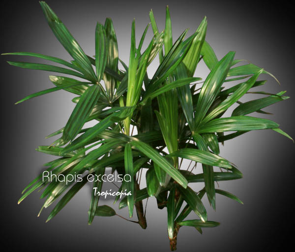 Palmier - Rhapis excelsa -  - Lady palm